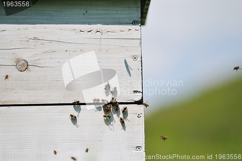 Image of bee home at meadow