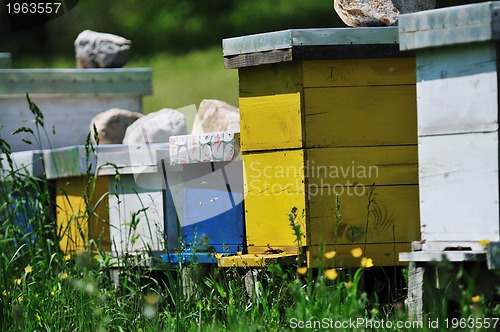 Image of bee home at meadow