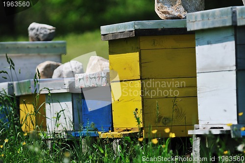 Image of bee home at meadow