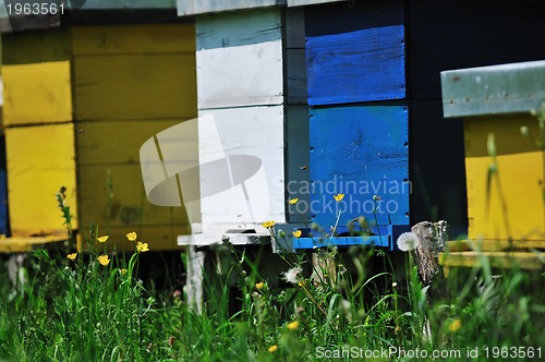 Image of bee home at meadow