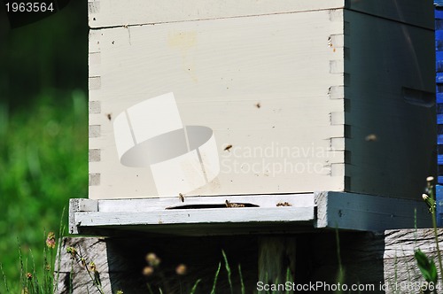 Image of bee home at meadow