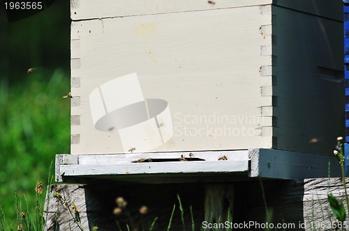 Image of bee home at meadow