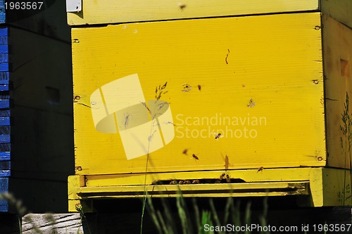 Image of bee home at meadow