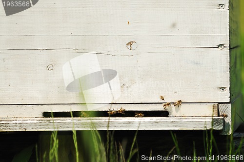 Image of bee home at meadow