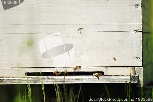 Image of bee home at meadow