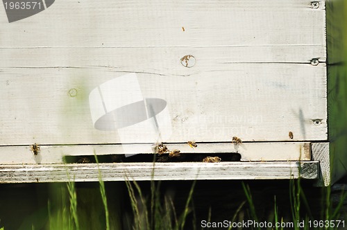 Image of bee home at meadow