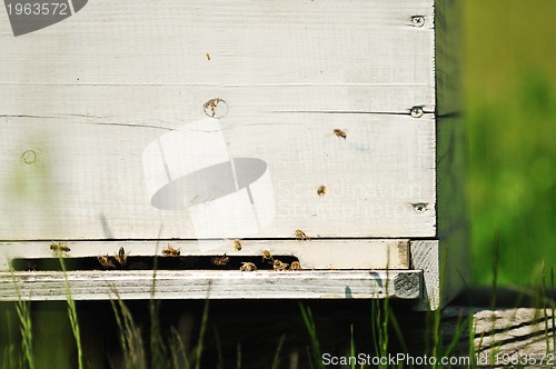 Image of bee home at meadow