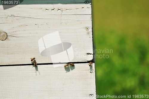 Image of bee home at meadow