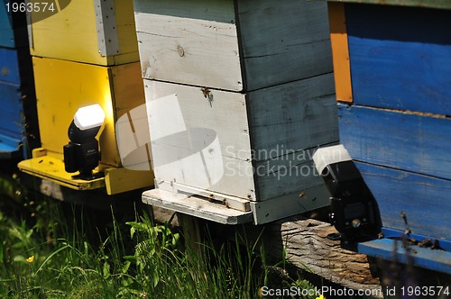 Image of bee home at meadow