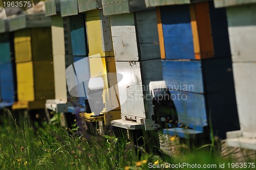 Image of bee home at meadow