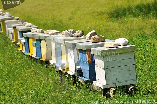 Image of bee home at meadow