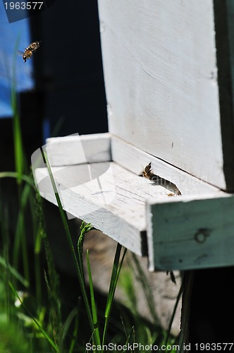 Image of bee home at meadow