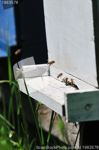 Image of bee home at meadow