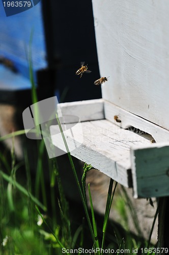 Image of bee home at meadow