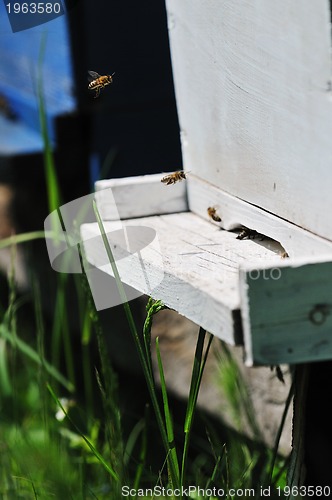 Image of bee home at meadow