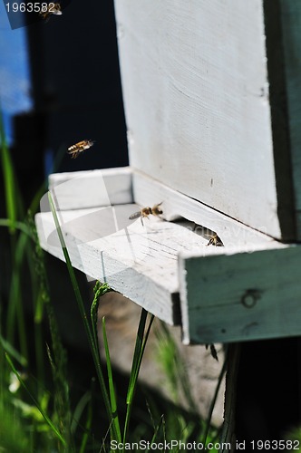 Image of bee home at meadow