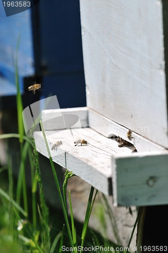 Image of bee home at meadow