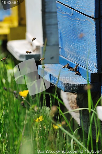 Image of bee home at meadow