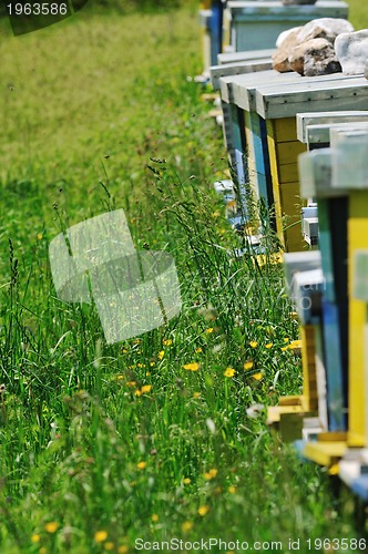 Image of bee home at meadow