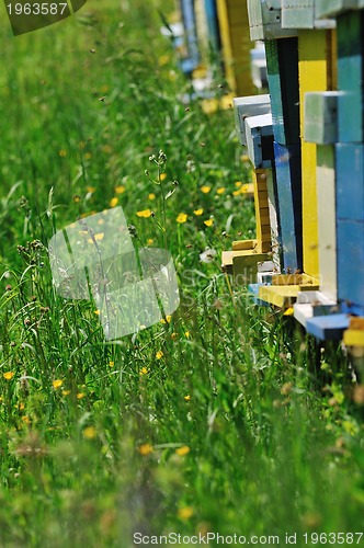 Image of bee home at meadow