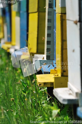 Image of bee home at meadow