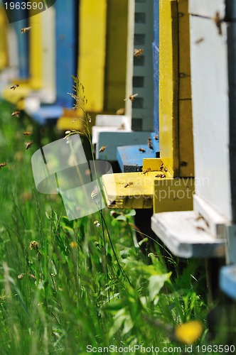 Image of bee home at meadow