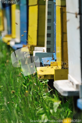 Image of bee home at meadow