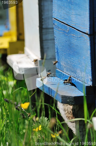 Image of bee home at meadow