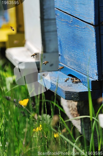 Image of bee home at meadow