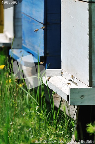 Image of bee home at meadow