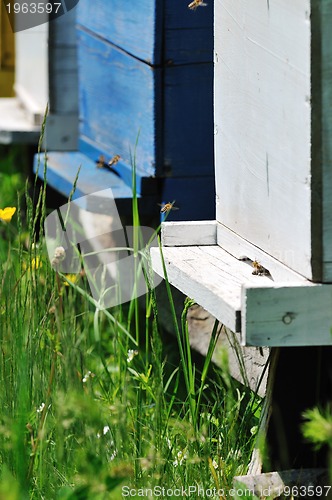 Image of bee home at meadow