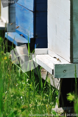 Image of bee home at meadow