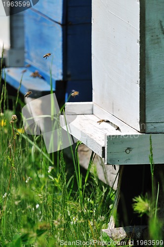 Image of bee home at meadow