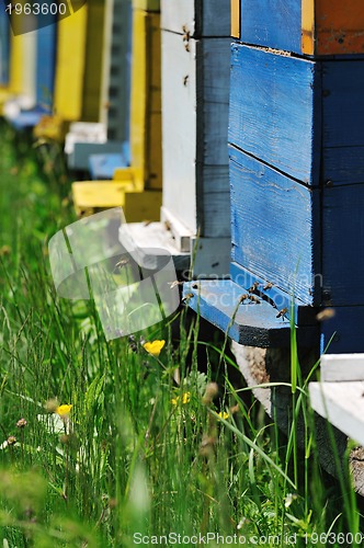 Image of bee home at meadow