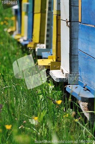 Image of bee home at meadow