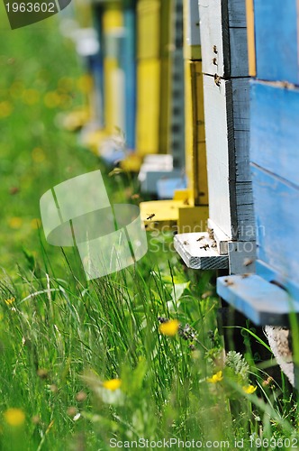 Image of bee home at meadow