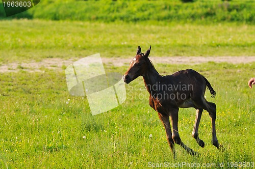 Image of baby horse