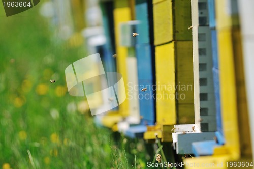 Image of bee home at meadow