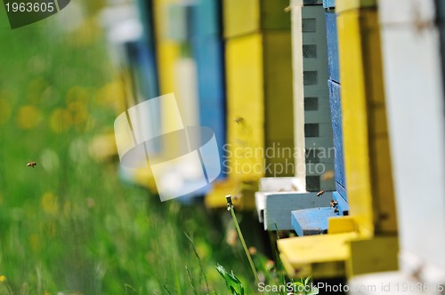 Image of bee home at meadow