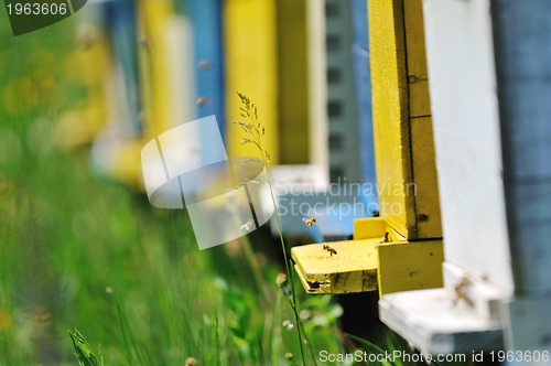 Image of bee home at meadow