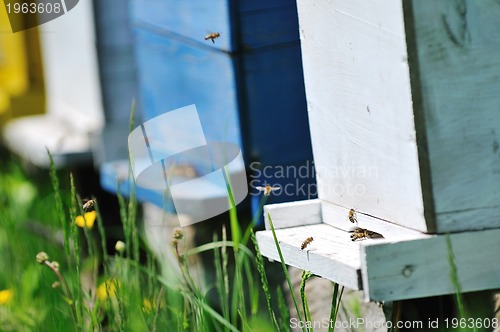 Image of bee home at meadow