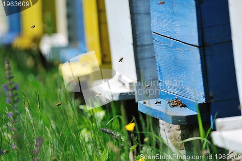 Image of bee home at meadow