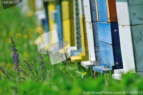 Image of bee home at meadow