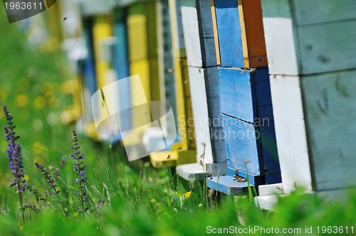 Image of bee home at meadow