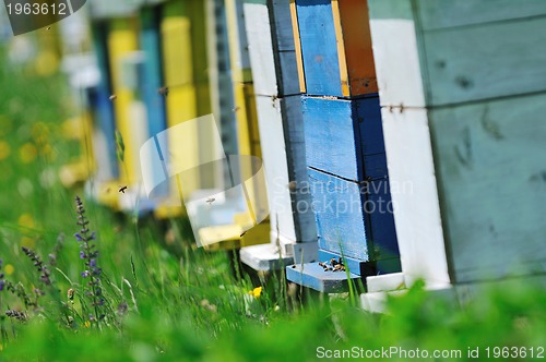 Image of bee home at meadow