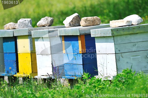 Image of bee home at meadow