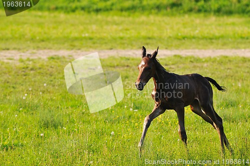 Image of baby horse