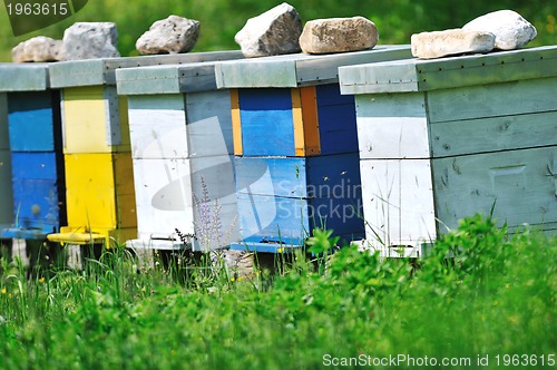 Image of bee home at meadow