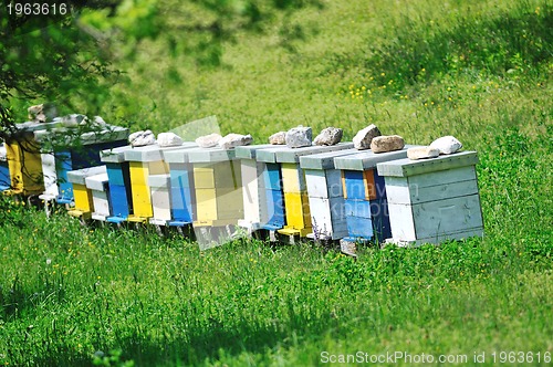 Image of bee home at meadow