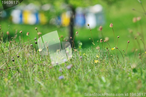 Image of bee home at meadow